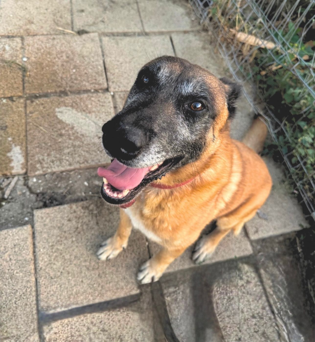 Companion îngrijit de PetCare Iași